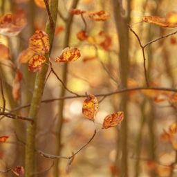 Laubfegen: Was Hauseigentümergemeinschaften wissen müssen